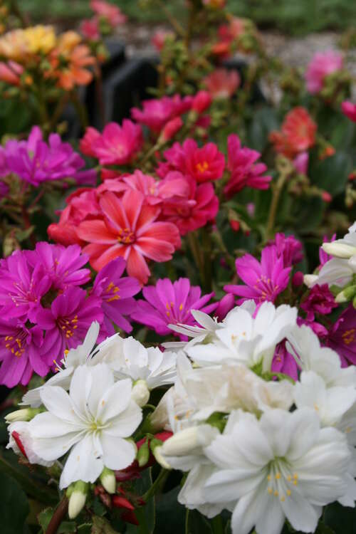 Bild von Garten-Bitterwurz