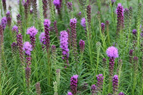 Bild von Liatris spicata Kobold
