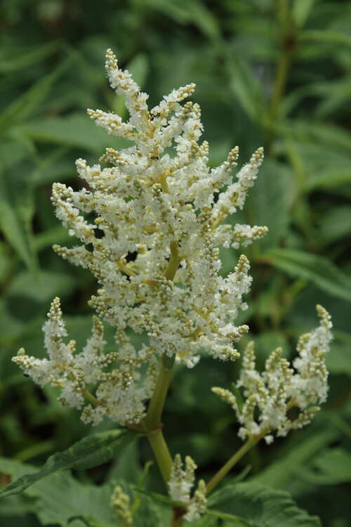 Bild von Persicaria x-cultorum Johanniswolke
