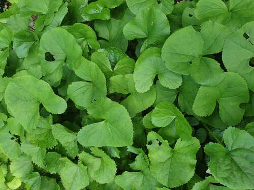 Bild von Ligularia x-hessei Laternchen