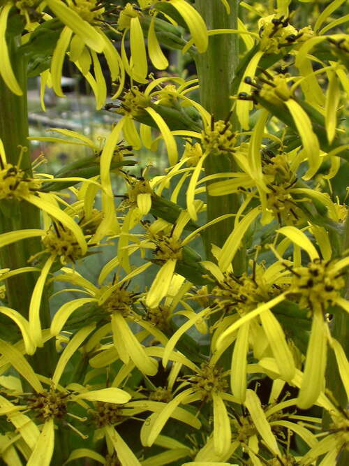 Bild von Ligularia stenocephala Zepter