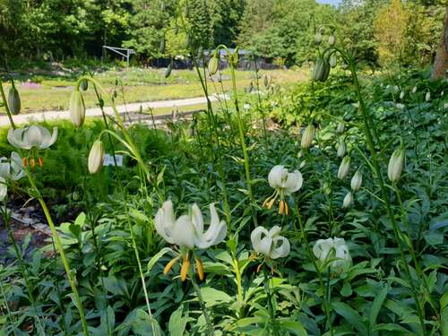 Bild von Weißblühende Türkenbund-Lilie
