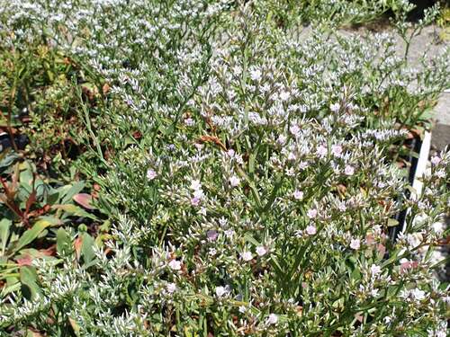 Bild von Limonium tataricum Goniolimon
