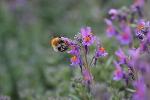 Bild von Linaria alpina
