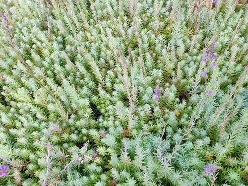 Bild von Linaria purpurea