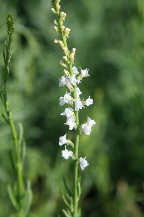 Bild von Linaria purpurea Alba
