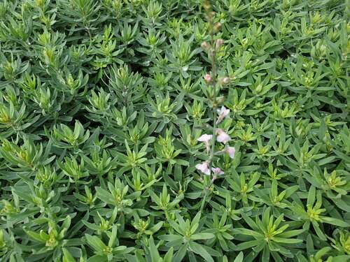 Bild von Linaria purpurea Canon Went