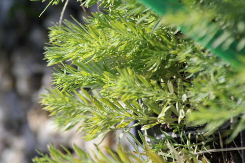 Bild von Linaria vulgaris