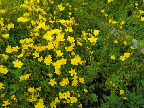 Bild von Gelbblühender Garten-Lein