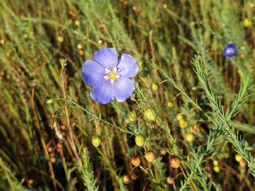 Bild von Linum perenne