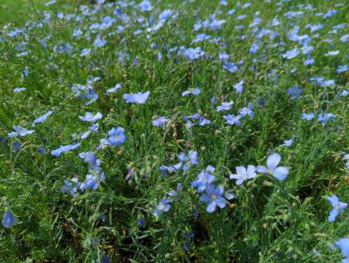 Bild von Linum perenne Nanum Saphir