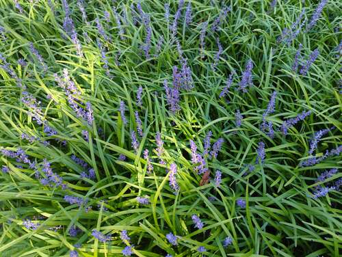 Bild von Lilientraube