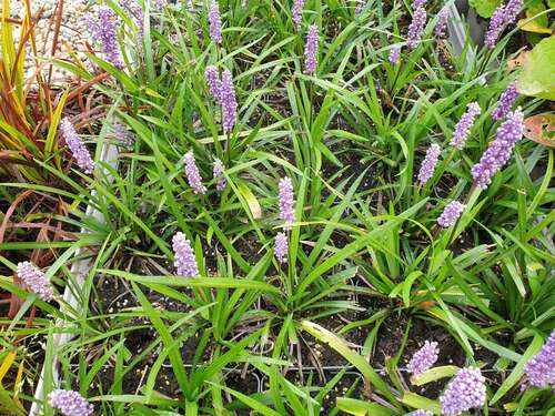 Bild von Lilientraube