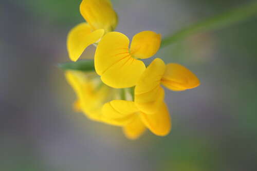 Bild von Lotus cornuculatus