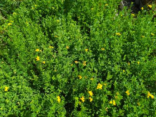 Bild von Lotus corniculatus