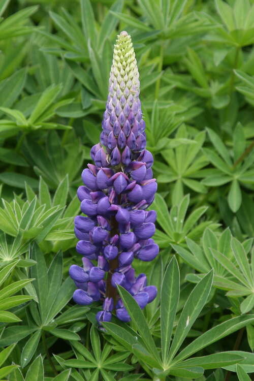 Bild von Lupinus polyphyllus Kastellan