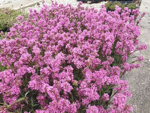 Bild von Alpen-Lichtnelke