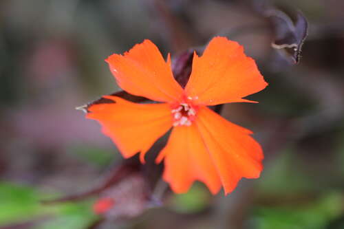 Bild von Lychnis x-arkwightii Vesuvius