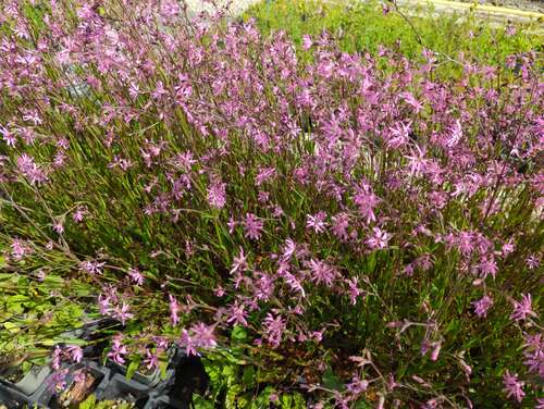 Bild von Lychnis flos cuculi