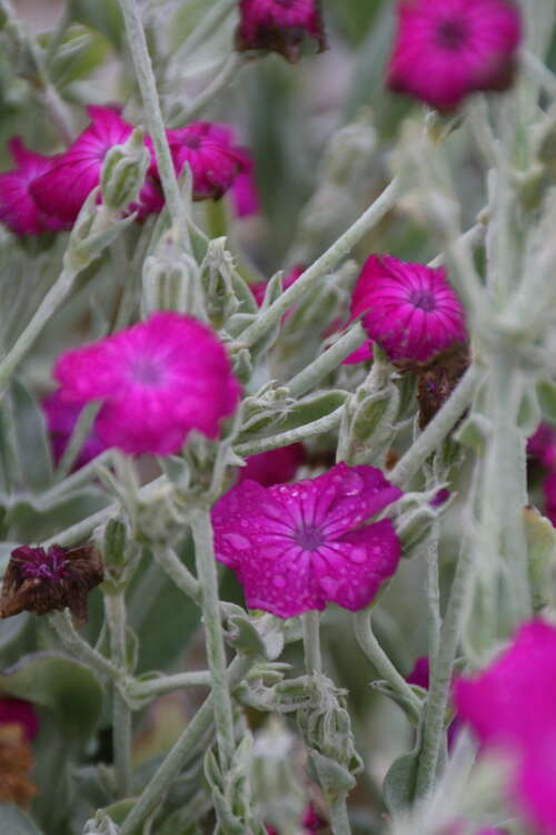 Bild von Lychnis coronaria