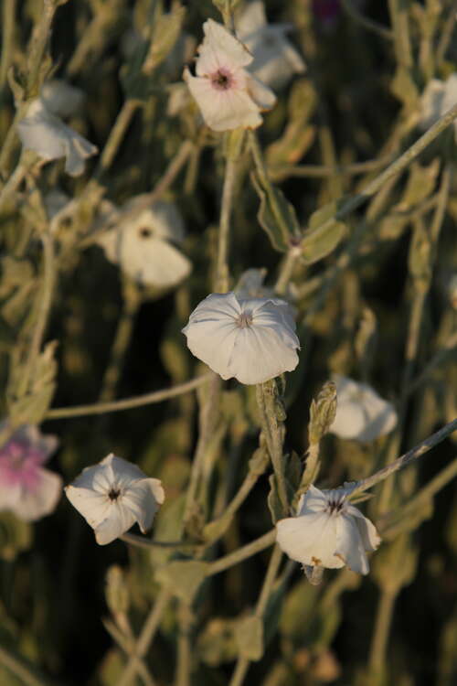 Bild von Lychnis coronaria Alba