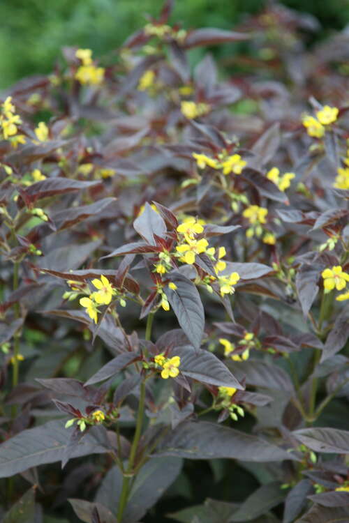 Bild von Lysimachia ciliata Firecracker