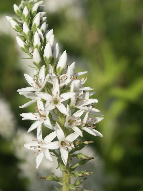 Bild von Lysimachia clethroides