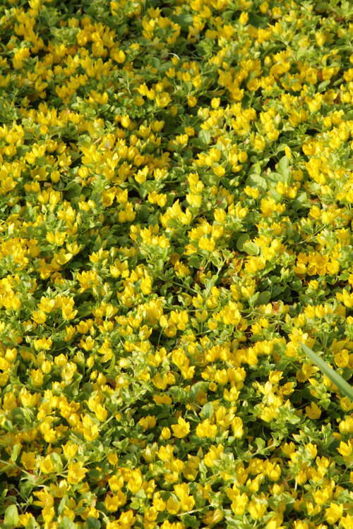 Bild von Lysimachia nummularia