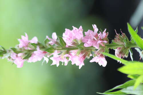 Bild von Lythrum salicaria Blush