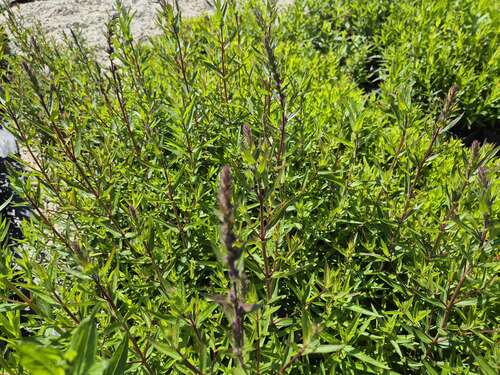 Bild von Lythrum salicaria Lady-Sackville