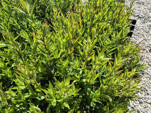 Bild von Lythrum salicaria Morden-Pink