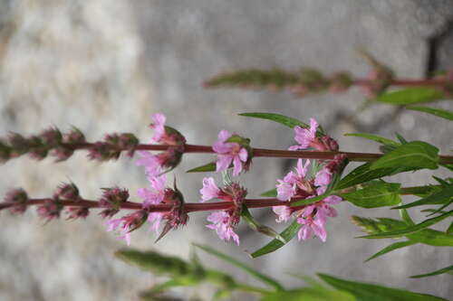 Bild von Lythrum salicaria Pink-Tails