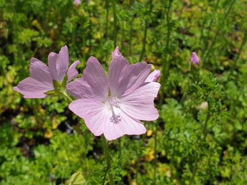 Bild von Malva moschata