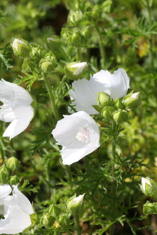 Bild von Malva moschata Alba