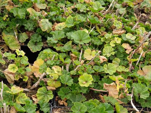 Bild von Malva sylvestris