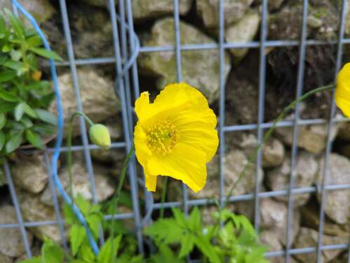 Bild von Papaver Meconopsis cambrica