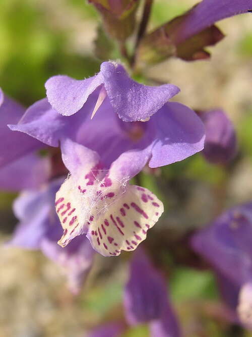 Bild von Blaue Garten-Nessel