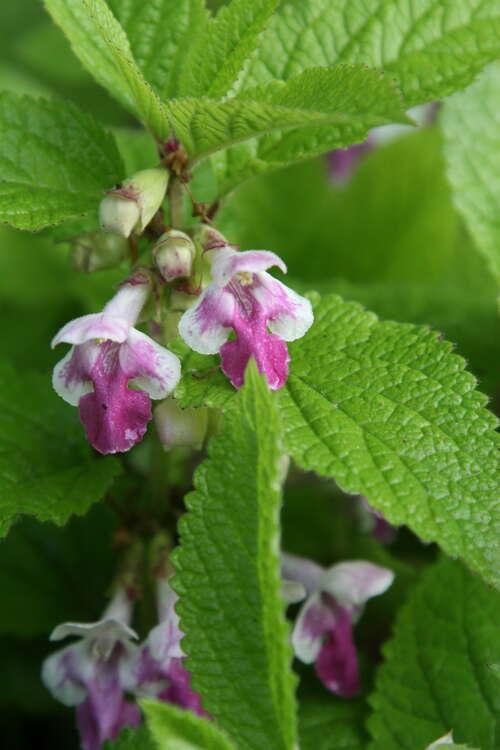Bild von Melittis melissophyllum Royal Velvet Dist.