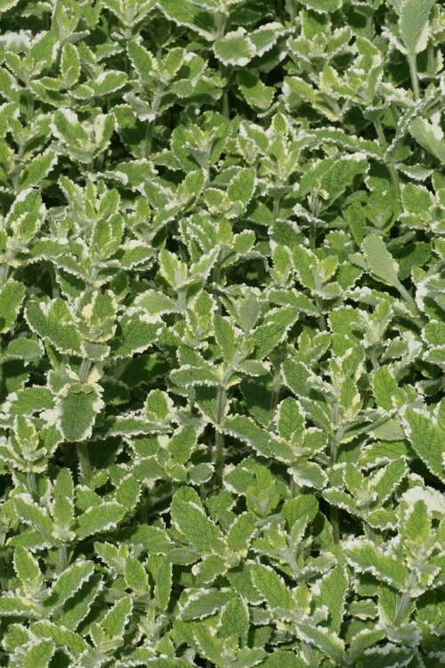 Bild von Mentha suaveolens Variegata