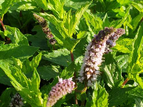 Bild von Mentha spicata Englische Grüne