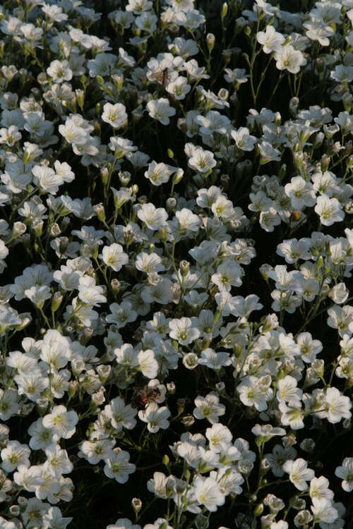 Bild von Lärchenblättrige Miere