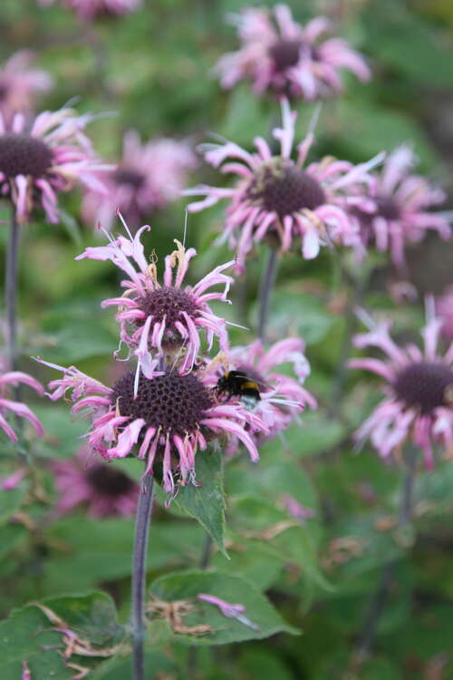 Bild von Monarda fistulosa Blaukranz
