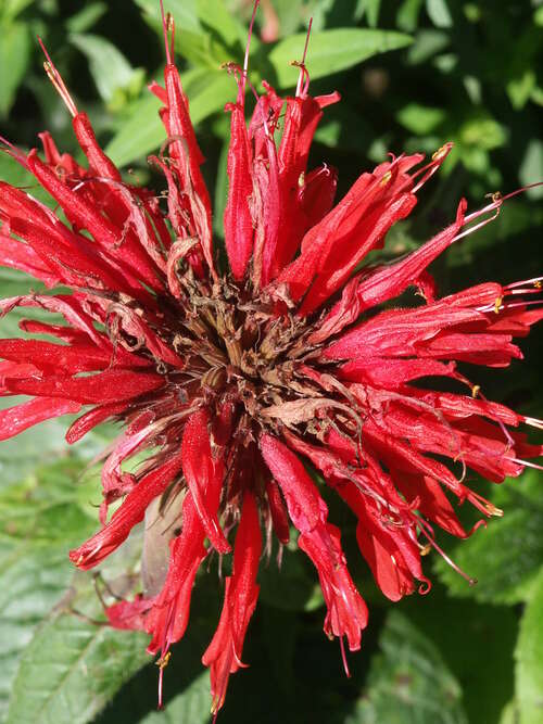 Bild von Monarda fistulosa Cambridge Scarlet