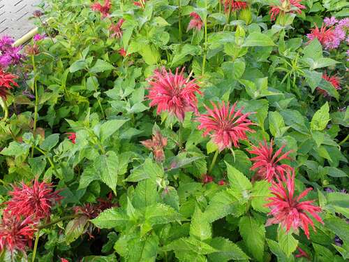 Bild von Monarda fistulosa Gardenview Scarlet