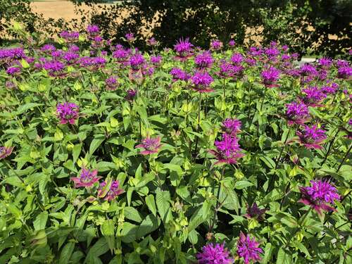 Bild von Monarda fistulosa Huckleberry