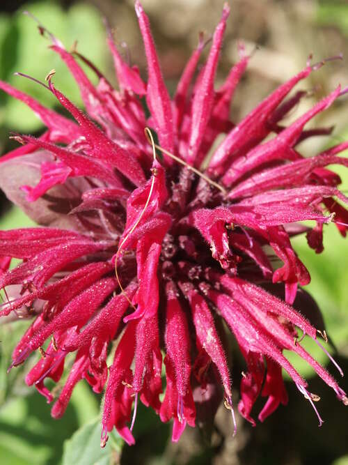 Bild von Monarda fistulosa Kardinal