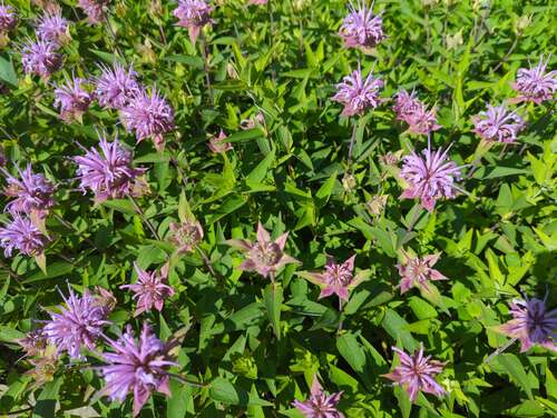 Bild von Monarda fistulosa Mohikaner