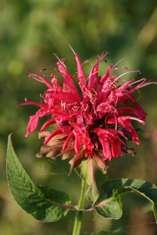 Bild von Monarda fistulosa Präriebrand