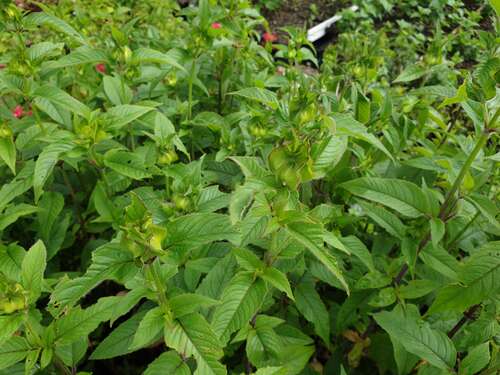 Bild von Monarda fistulosa Prärienacht