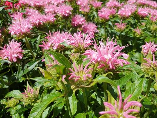 Bild von Monarda fist. Pardon-My-Pink